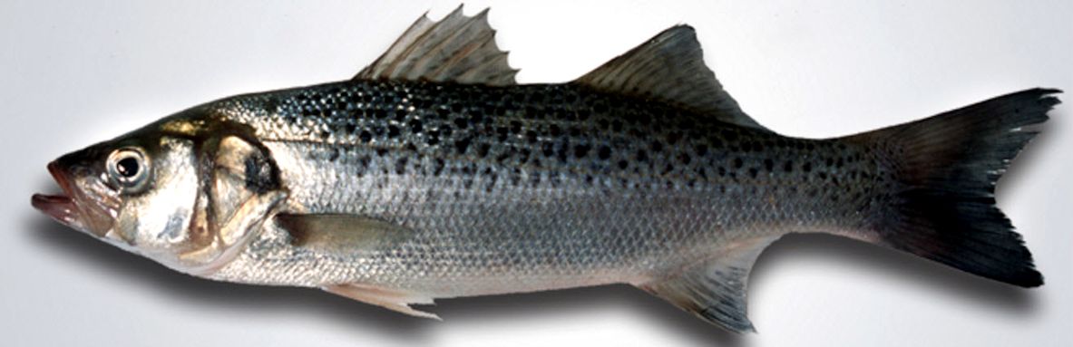 Dicentrarchus punctatus_04.jpg